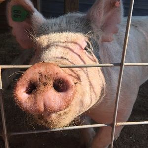 Meet your Posher, Tayler